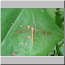 Tipula sp - Schnake 08a rueg.jpg